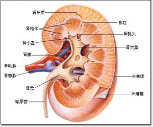 隐性结石是不是看不见的结石