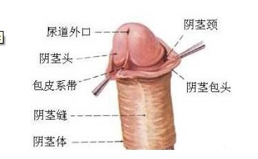包皮长疙瘩和尖锐湿疣有哪些关系呢?